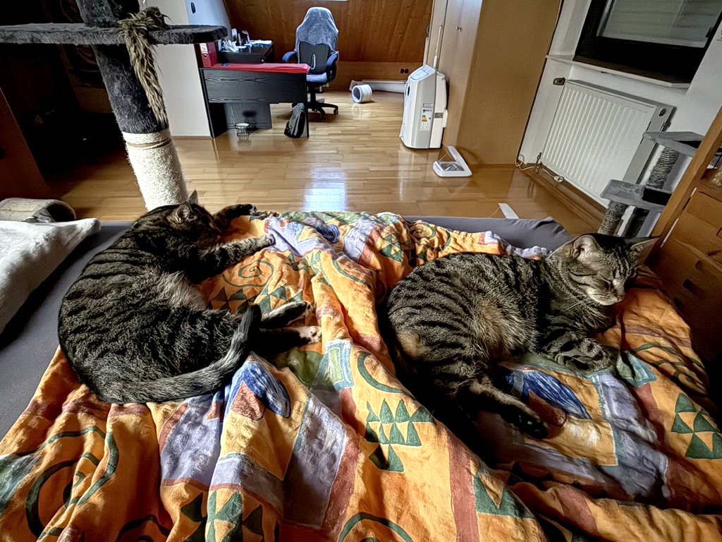 Meine beiden Kater schlafen eingerollt auf meinem Bett