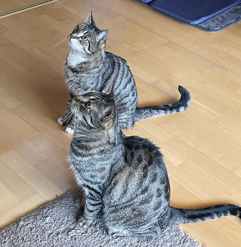 Lehmann und Snuggles, meine beiden Kater